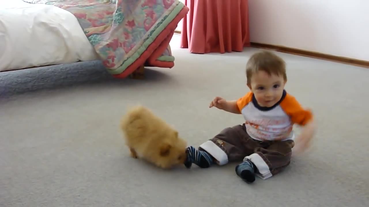 Toy pom vs baby