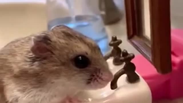 Little mouse washing his face