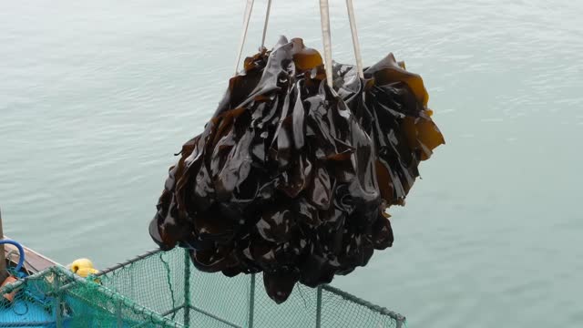 Kelp Farm in Korea