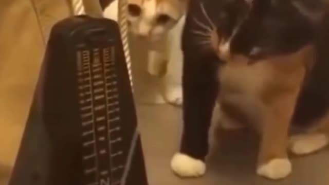 Funny cats part 1