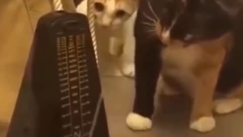 Funny cats part 1