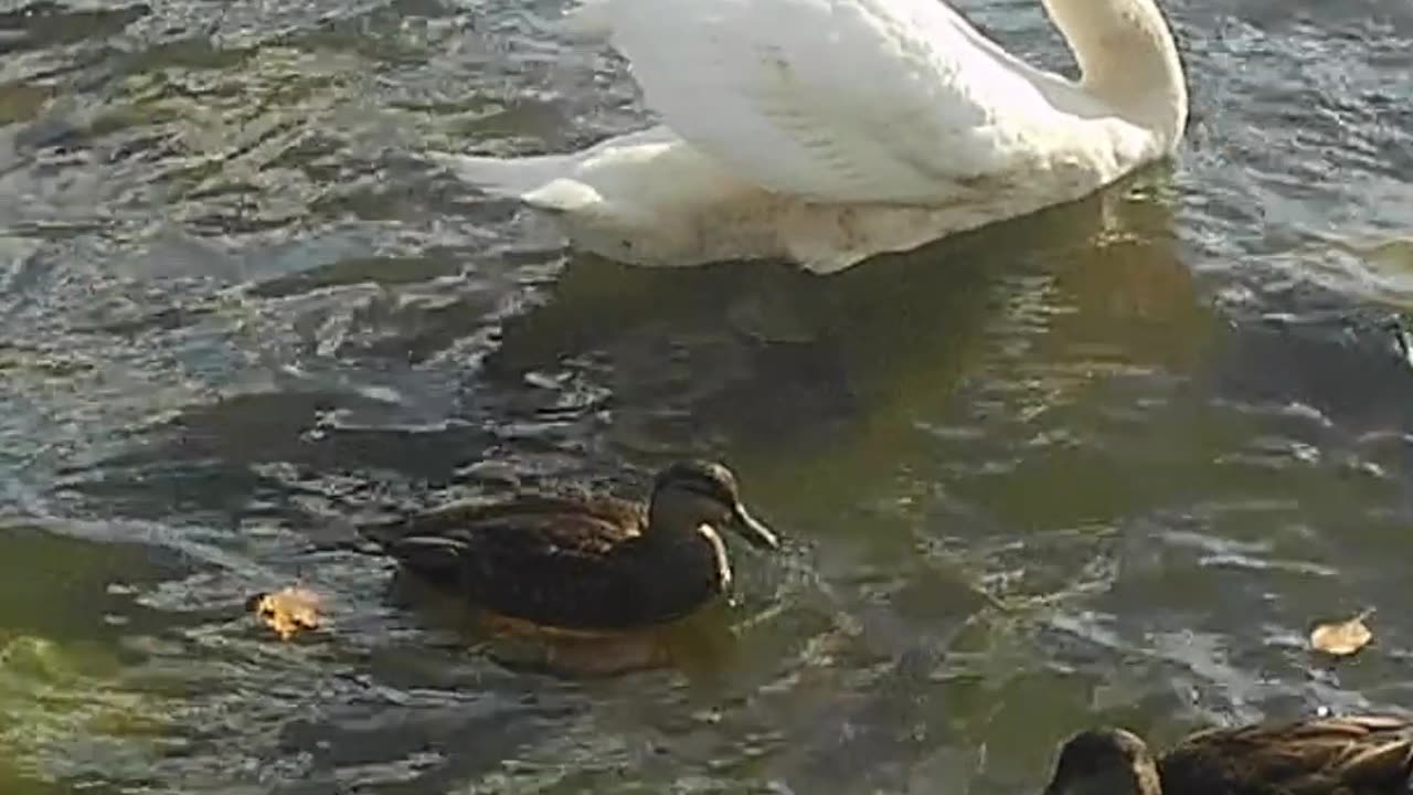 Mute Swan Swimming With Duck Entourage