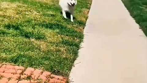 funny and cute dogs