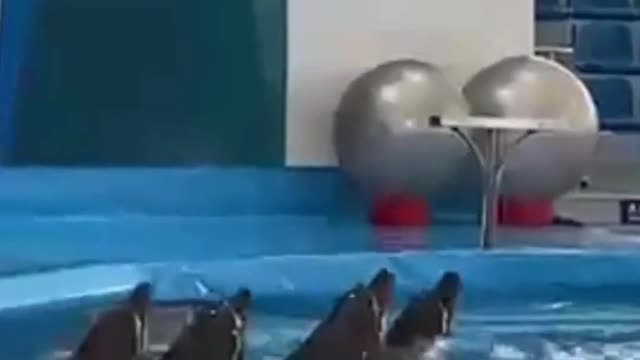 4 dolphins paired swimming