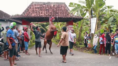 Kuda menari skill nya mantap banget