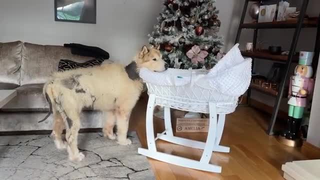 Curious Dog And Cat Bond With Newborn Baby! He Rocks Him To Sleep! (Cutest Ever!!)