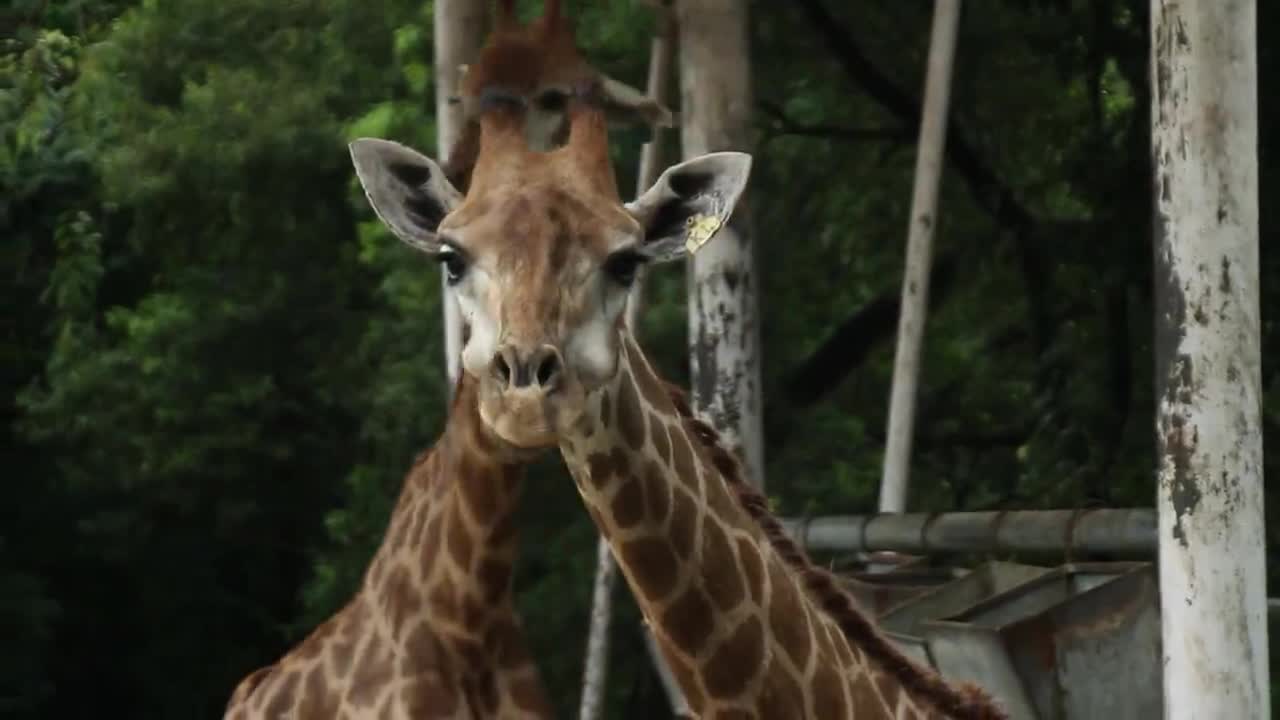 Giraffes are so cute