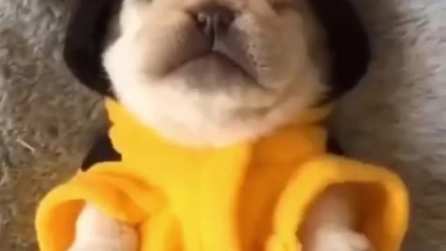 Funny and Cute Puppy