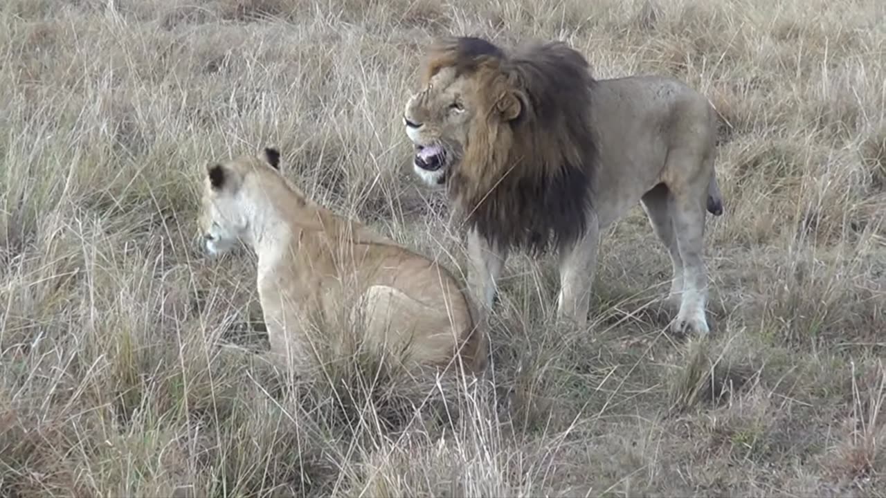 African's lions