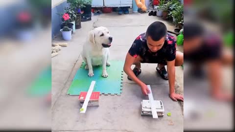 Dog Show His Owner How To Do IT