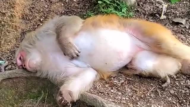 Lovely and Funny Monkey 💚 - Videos Compilation |Life Anything|