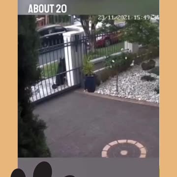 Heartwarming Story about Dog Ep.9_2 #shorts #dog #ShikyFAV