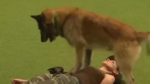 Military Dog Practice #shorts #animals