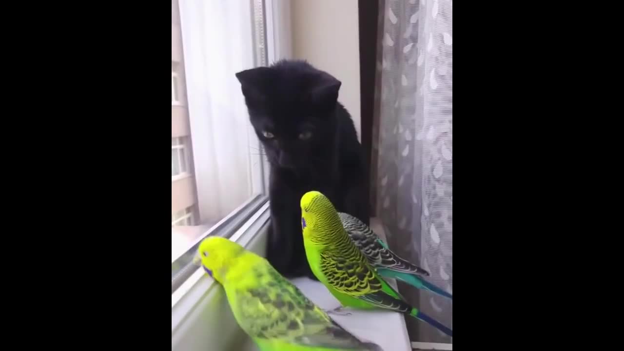 CuteParrotsVideosCompilationcutemomentoftheanimalsSooCute1p8