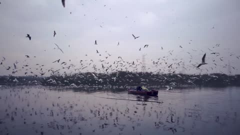 Beautiful view of birds flying over the ocean