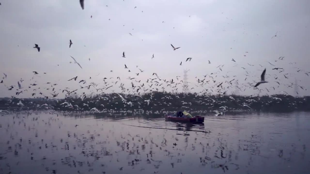 Beautiful view of birds flying over the ocean