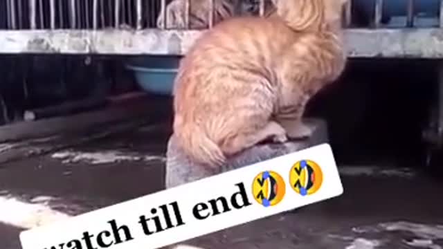 OMG 😱The cat attack on loin very funny video #viral watch till end