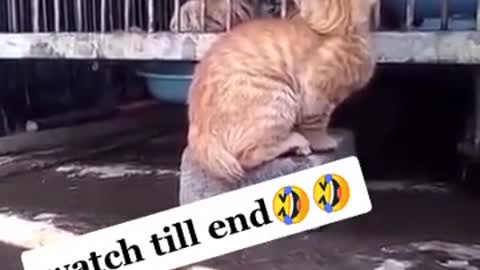 OMG 😱The cat attack on loin very funny video #viral watch till end