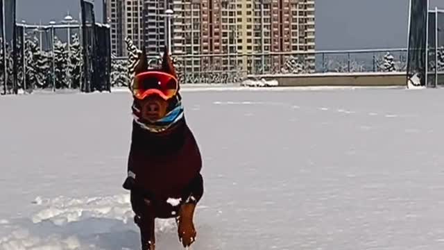 The everyday of a Doberman