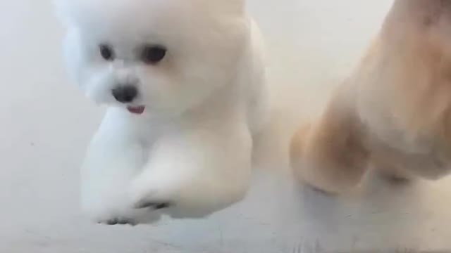 Two Adorable Puppies Playing With Mirror