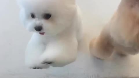 Two Adorable Puppies Playing With Mirror