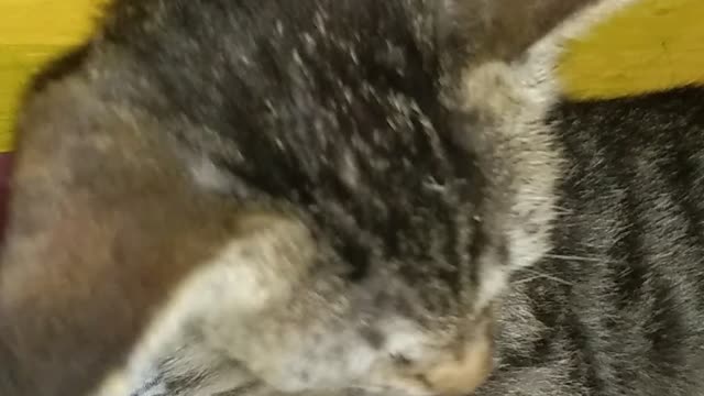 The cat fun!