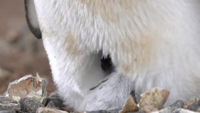 Newborn Adélie penguin chick 🐣