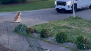 Husky Has Problem with Truck Parking