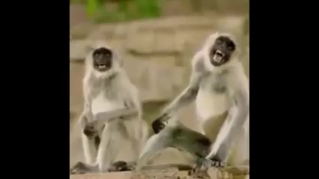 Funny Animals Video