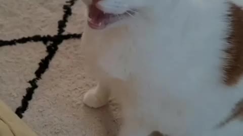 Beutiful Cat 🐱🐈🐈🐈🐱🐱🐈