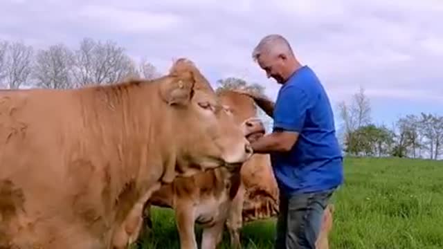 Cows Compete For Affection Like Giant Farm Puppies