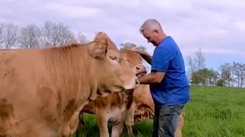 Cows Compete For Affection Like Giant Farm Puppies