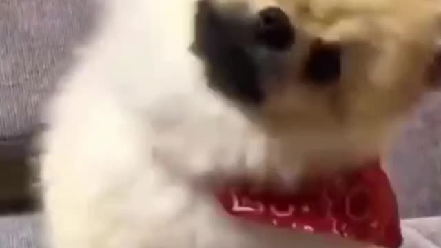 Funny cats and beautiful dogs