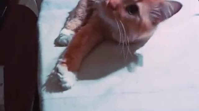 The Internet's Funniest Cat Video is Here