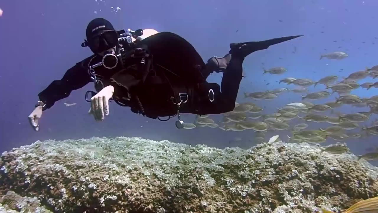 The fish swimming in the water
