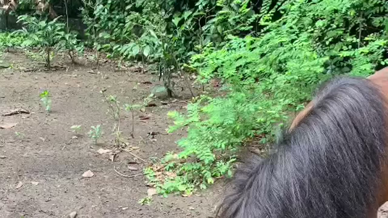 Zoo