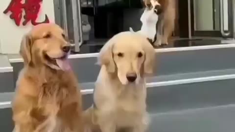 Unbelievable Video of Cat and Dog Friendship