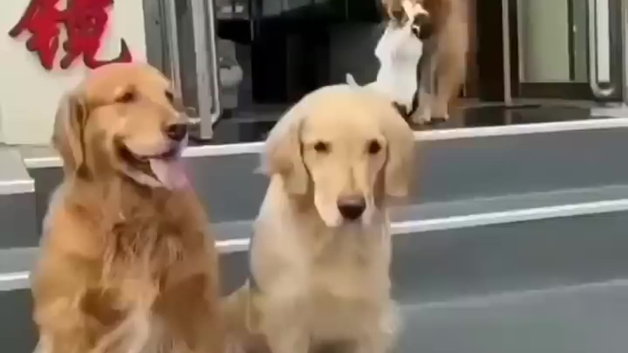 Unbelievable Video of Cat and Dog Friendship