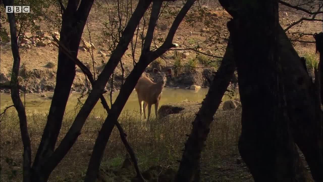 Tiger Hunts Lone Baby Deer