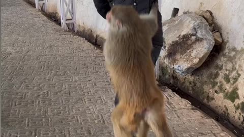 Funny Monkey Attack