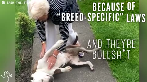 Pit Bulls Are Being Taken From Their Families Because Of Stupid Laws