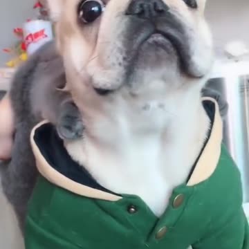 Baby Dogs Cute and Funny Dog Videos Compilation #2023