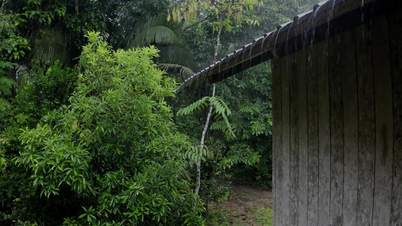 Sound Rain and thunder gives an instant deep sleep - Sound of rain relaxes in the foggy forest