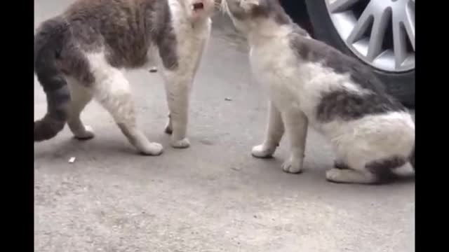 CAT CAUGHT LOL #6 | cute, disturbing cat