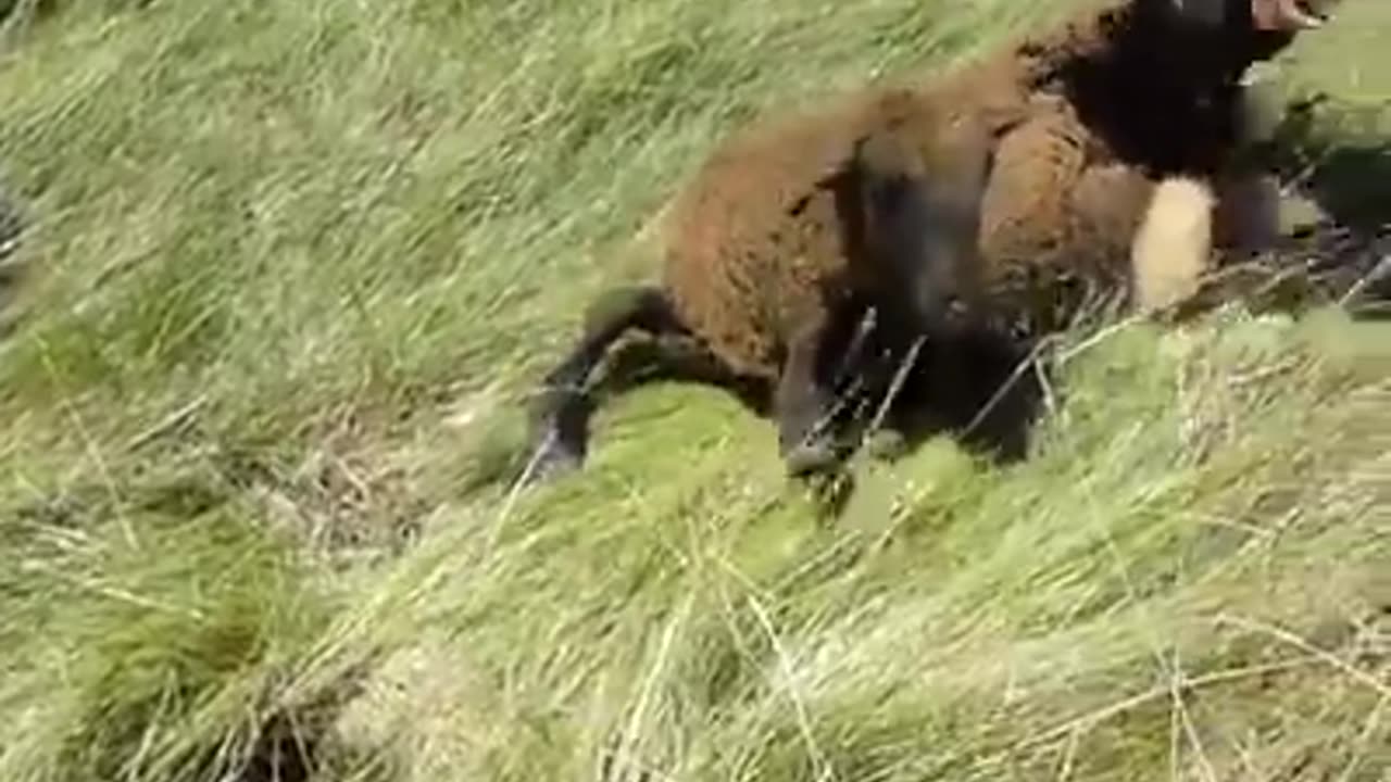 Animal funny video