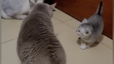 Dad, Mom and baby cat