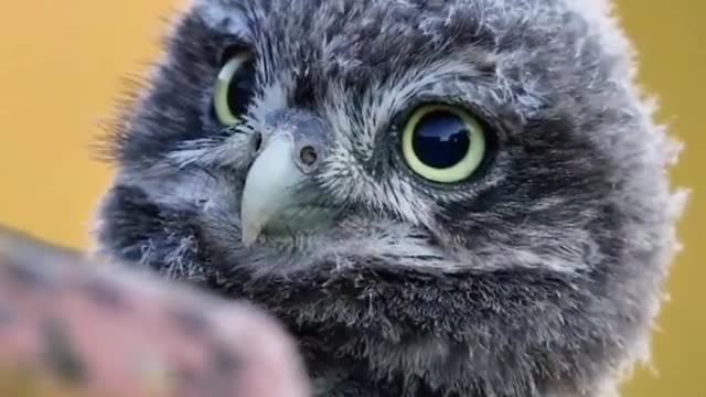 A young owl chick with a long bellied belly