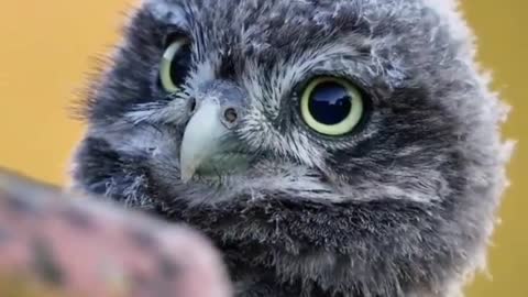 A young owl chick with a long bellied belly