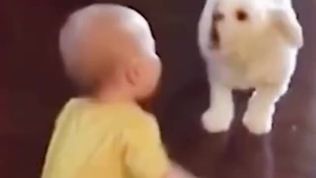 Funny baby and animal video