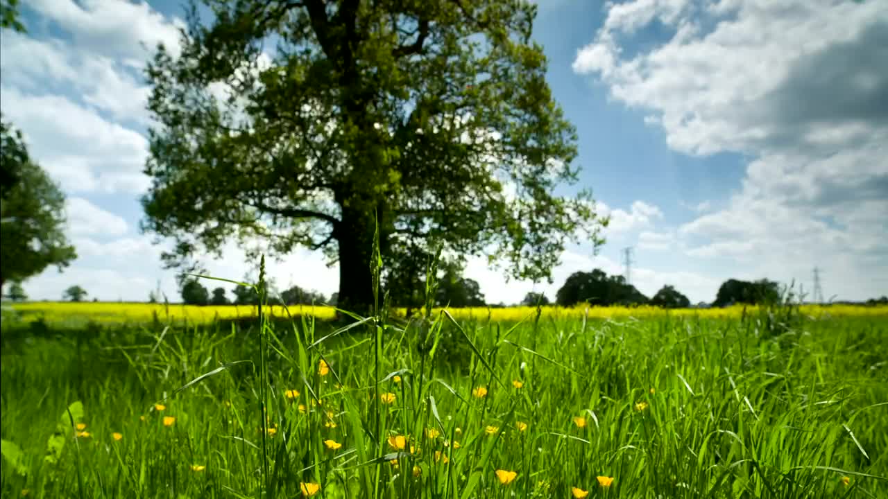 Countryside meadow